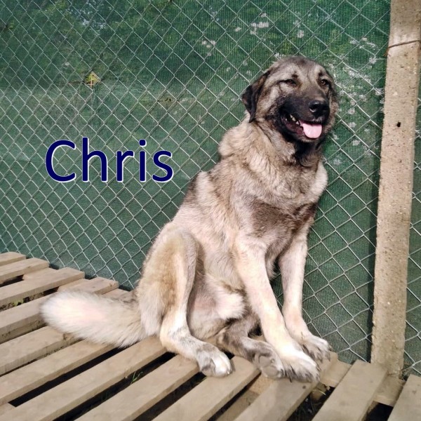 CHRIS is eagerly waiting for a home - your new loyal friend from the shelter