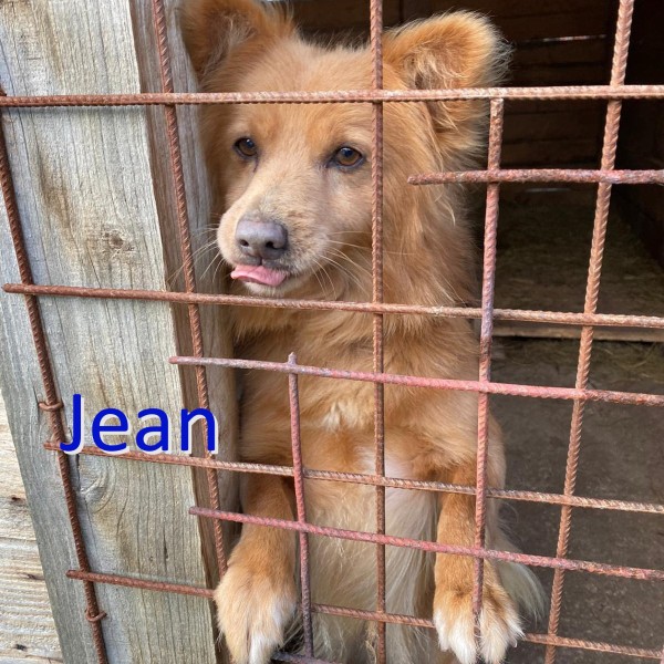 JEAN is eagerly waiting for a home - your new loyal friend from the shelter
