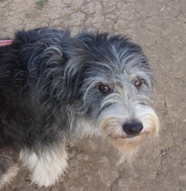 FLEUR is eagerly waiting for a home - your new loyal friend from the shelter
