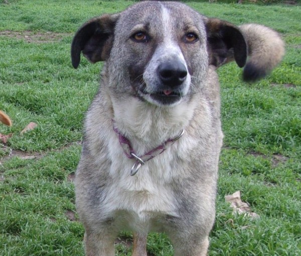 FRAYER is eagerly waiting for a home - your new loyal friend from the shelter