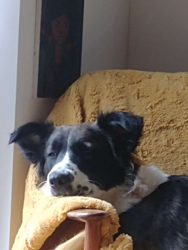 VAIS is eagerly waiting for a home - your new loyal friend from the shelter