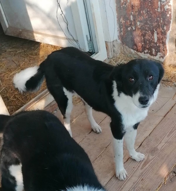 HARIETA is eagerly waiting for a home - your new loyal friend from the shelter