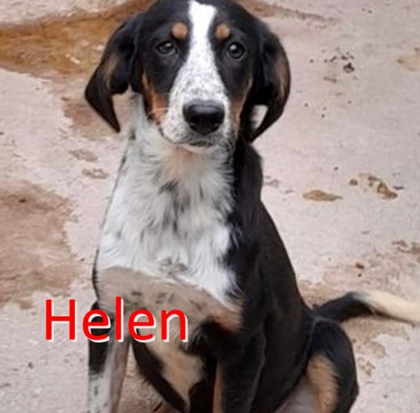HELEN is eagerly waiting for a home - your new loyal friend from the shelter