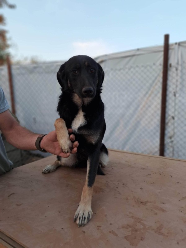 INA is eagerly waiting for a home - your new loyal friend from the shelter