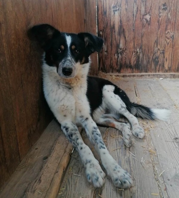 HRABIN is eagerly waiting for a home - your new loyal friend from the shelter