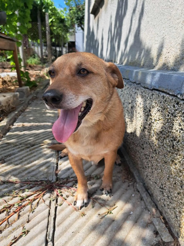 IVAS is eagerly waiting for a home - your new loyal friend from the shelter