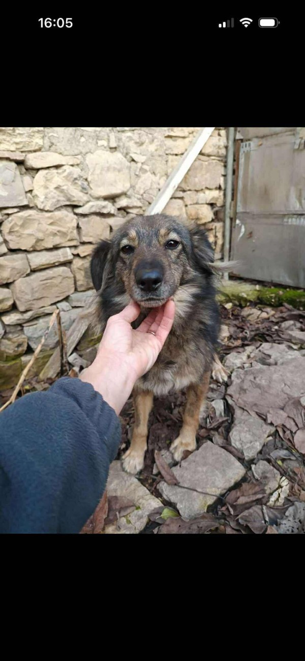 TIMMO is eagerly waiting for a home - your new loyal friend from the shelter