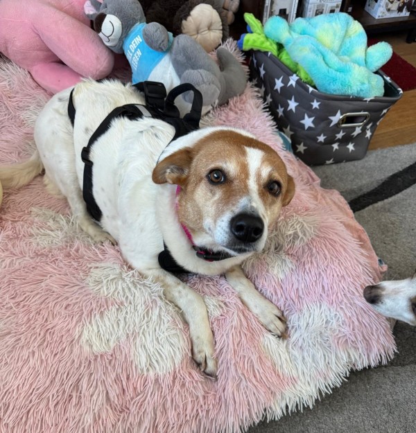 BELLA-BEE is eagerly waiting for a home - your new loyal friend from the shelter