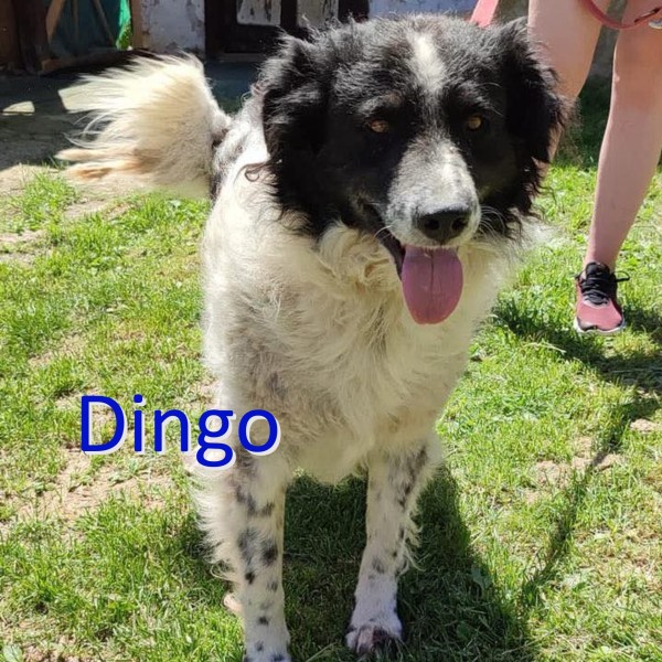 DINGO is eagerly waiting for a home - your new loyal friend from the shelter