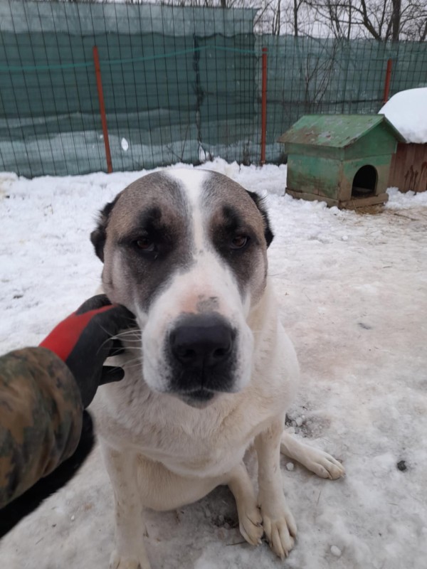 BERNA is eagerly waiting for a home - your new loyal friend from the shelter