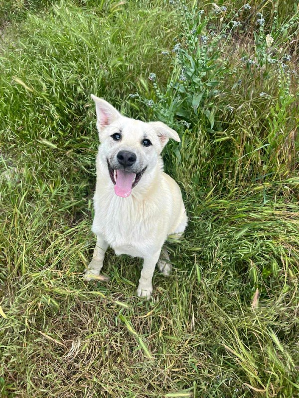 MICHI is eagerly waiting for a home - your new loyal friend from the shelter