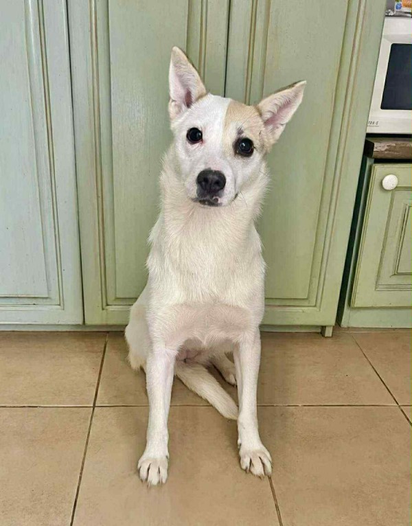 ALYASKA is eagerly waiting for a home - your new loyal friend from the shelter
