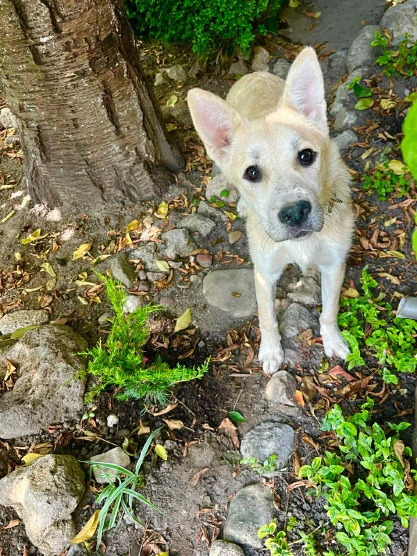 JERSY is eagerly waiting for a home - your new loyal friend from the shelter
