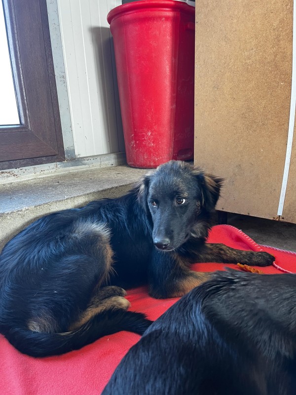 SIMONA is eagerly waiting for a home - your new loyal friend from the shelter
