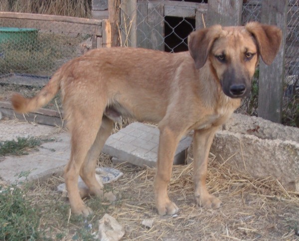 MURNER is eagerly waiting for a home - your new loyal friend from the shelter