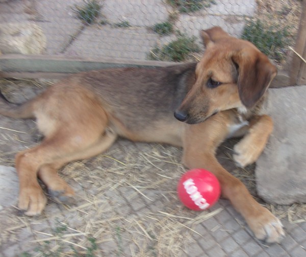 MUGGLE is eagerly waiting for a home - your new loyal friend from the shelter