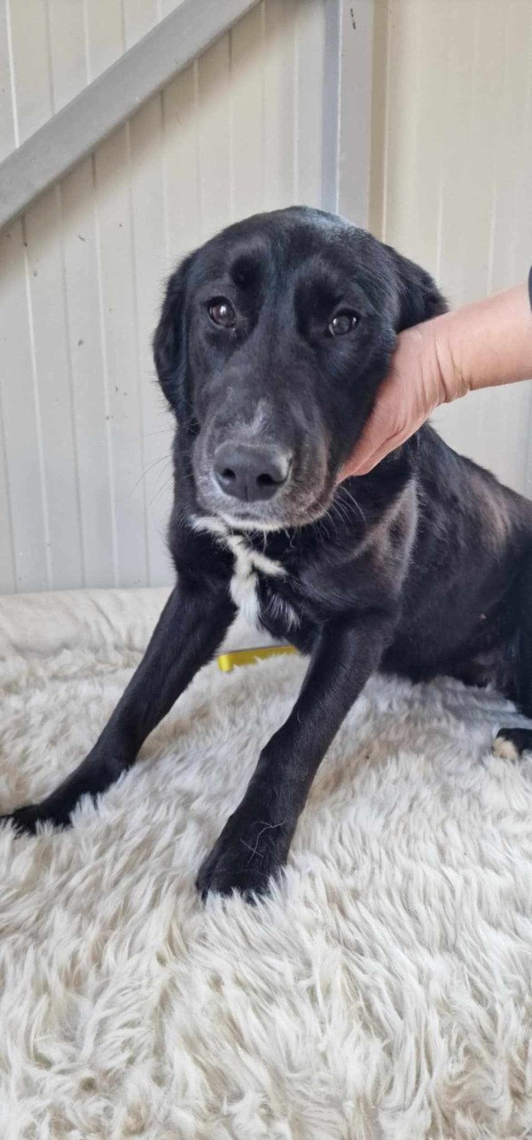 COFFEE is eagerly waiting for a home - your new loyal friend from the shelter