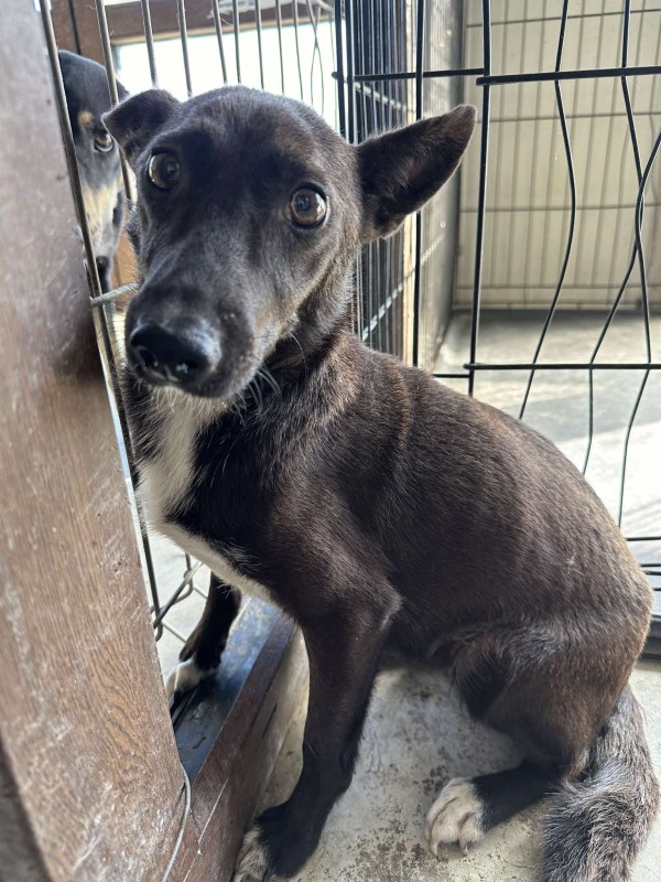 LILITH is eagerly waiting for a home - your new loyal friend from the shelter