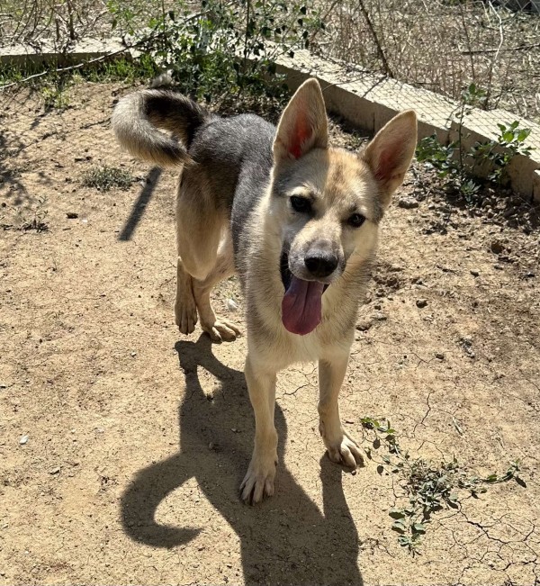 SIMON is eagerly waiting for a home - your new loyal friend from the shelter