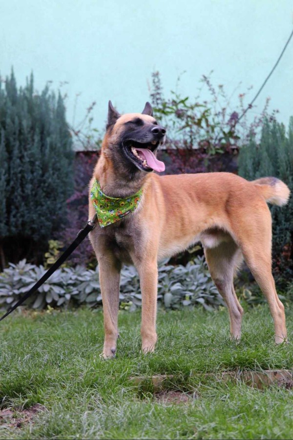 JECKY is eagerly waiting for a home - your new loyal friend from the shelter