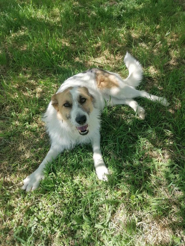 STEFFY is eagerly waiting for a home - your new loyal friend from the shelter
