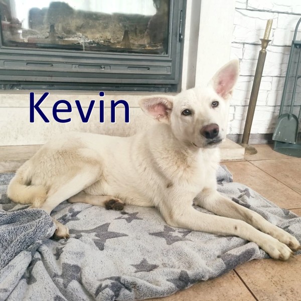 KEVIN is eagerly waiting for a home - your new loyal friend from the shelter