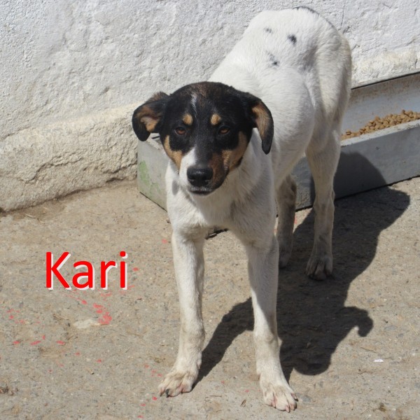 KARI is eagerly waiting for a home - your new loyal friend from the shelter