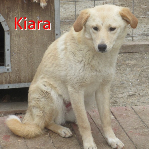 KIARA is eagerly waiting for a home - your new loyal friend from the shelter