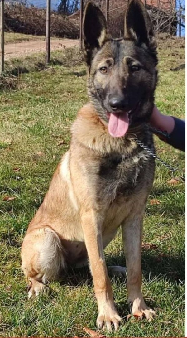LEXA is eagerly waiting for a home - your new loyal friend from the shelter