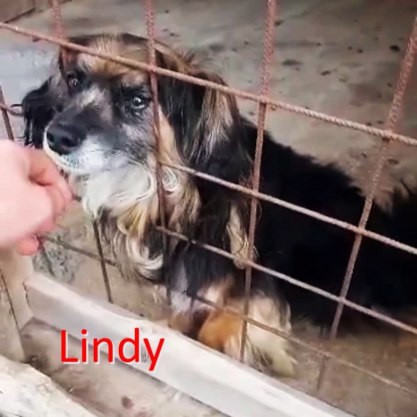 LINDY is eagerly waiting for a home - your new loyal friend from the shelter