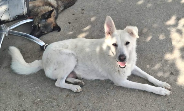 LISA is eagerly waiting for a home - your new loyal friend from the shelter