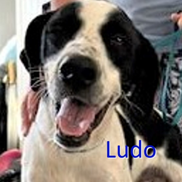 LUDO is eagerly waiting for a home - your new loyal friend from the shelter