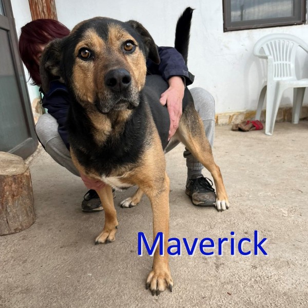 MAVERICK is eagerly waiting for a home - your new loyal friend from the shelter