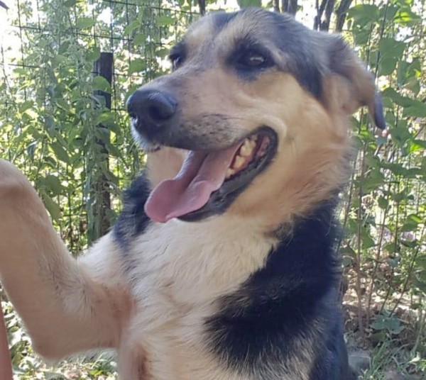 MIMI is eagerly waiting for a home - your new loyal friend from the shelter