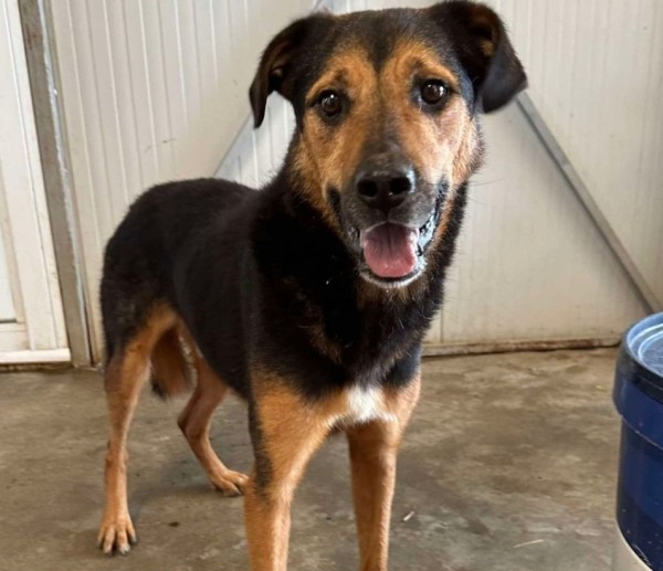 NANDO is eagerly waiting for a home - your new loyal friend from the shelter