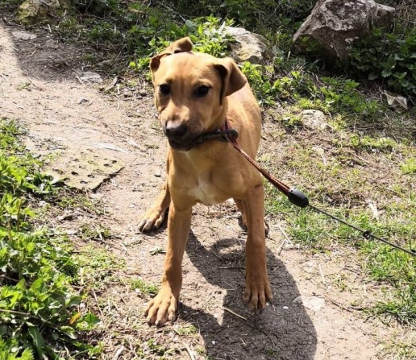 OBELIX is eagerly waiting for a home - your new loyal friend from the shelter