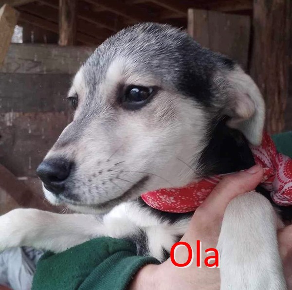 OLA is eagerly waiting for a home - your new loyal friend from the shelter