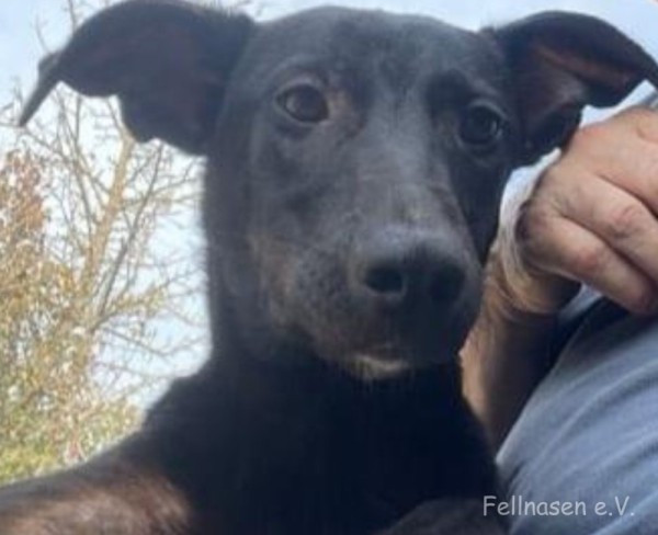 PERRY is eagerly waiting for a home - your new loyal friend from the shelter