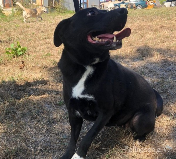 PHOEBE is eagerly waiting for a home - your new loyal friend from the shelter
