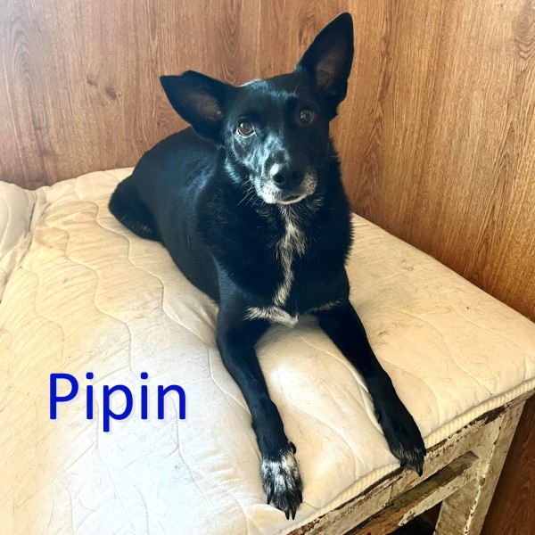 PIPIN is eagerly waiting for a home - your new loyal friend from the shelter