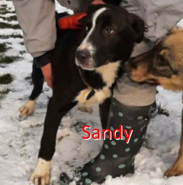 SANDY is eagerly waiting for a home - your new loyal friend from the shelter