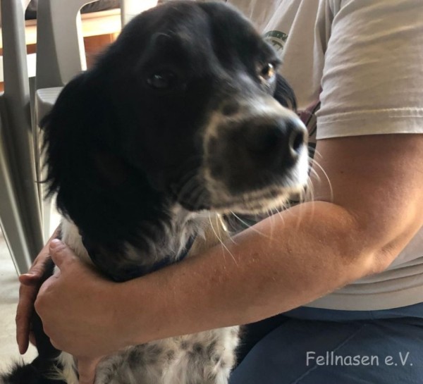 SHELLY is eagerly waiting for a home - your new loyal friend from the shelter