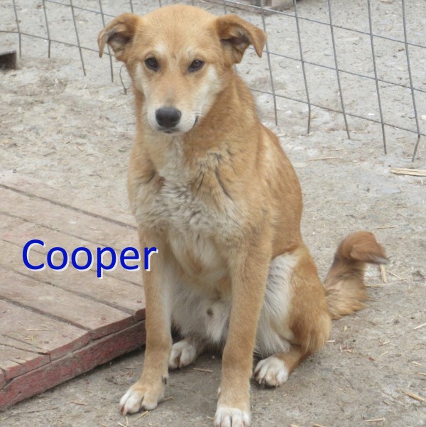 COOPER is eagerly waiting for a home - your new loyal friend from the shelter