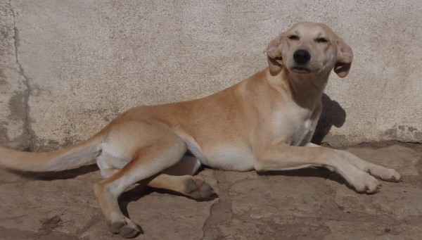 KYLIE is eagerly waiting for a home - your new loyal friend from the shelter