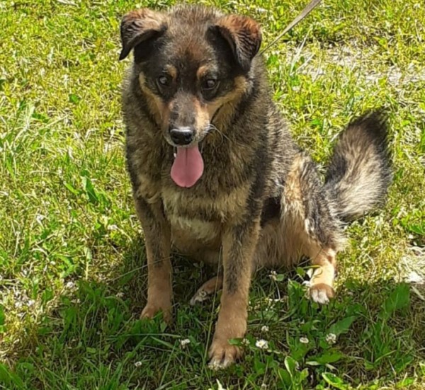 TORI is eagerly waiting for a home - your new loyal friend from the shelter