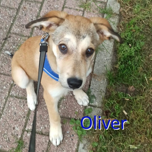 OLIVER is eagerly waiting for a home - your new loyal friend from the shelter