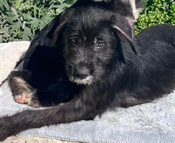 DRACO is eagerly waiting for a home - your new loyal friend from the shelter