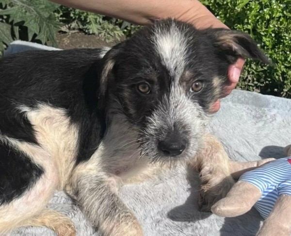 SIRIUS is eagerly waiting for a home - your new loyal friend from the shelter