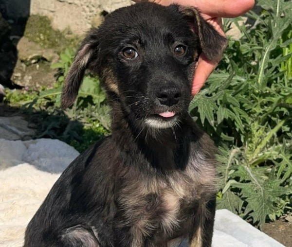 CHARITY is eagerly waiting for a home - your new loyal friend from the shelter