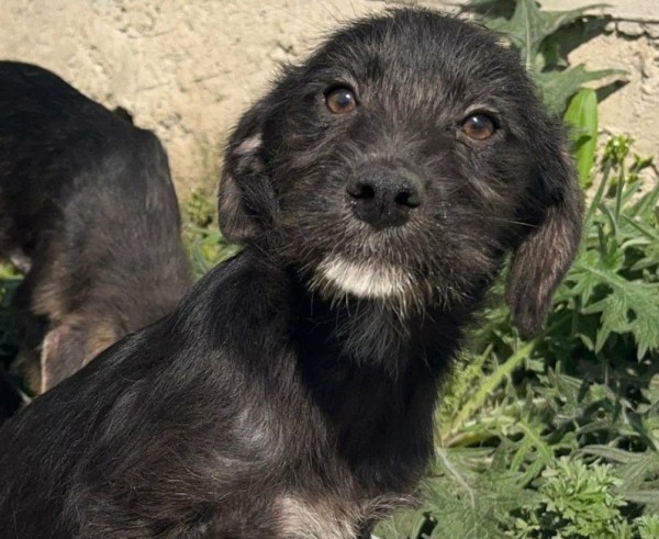 MYRTE is eagerly waiting for a home - your new loyal friend from the shelter
